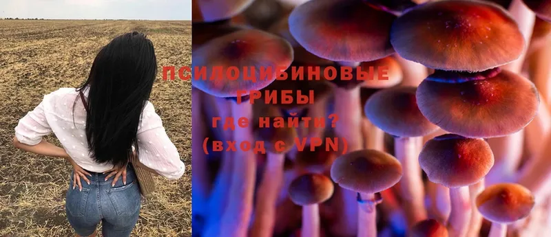 хочу наркоту  Ардатов  Псилоцибиновые грибы Psilocybe 